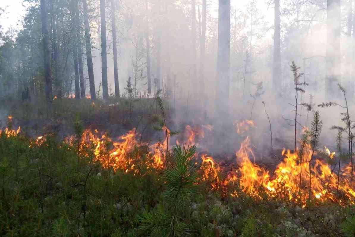 Лесные пожары видео. Пожар в лесу. Горящий лес. Природные пожары. Огонь пожар в лесу.